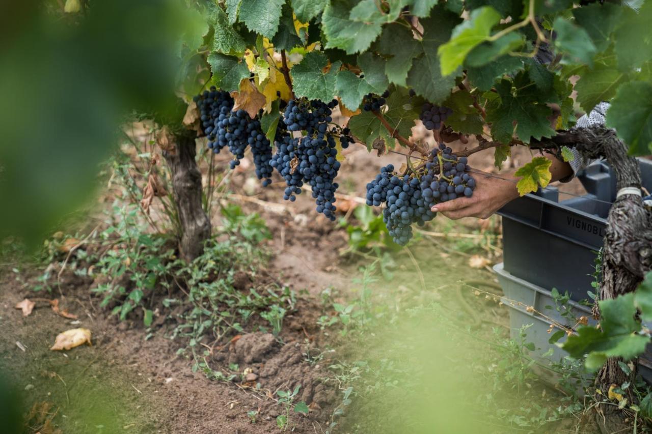 ليبورن Chateau Bonalgue - Pomerol المظهر الخارجي الصورة